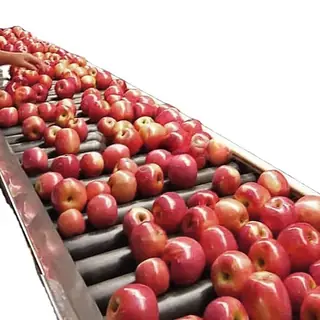 Avocado Sorting & Grading Machine